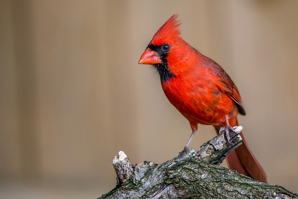 Male Northern Cardinal