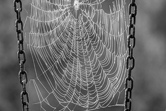 spider web