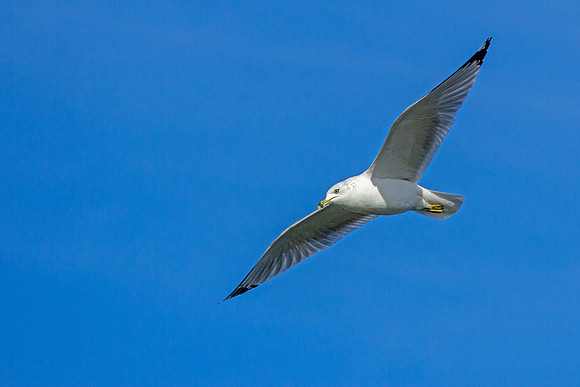 Ring-billed Gull