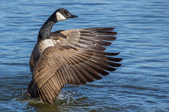Canada Goose