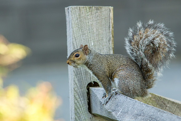 Eastern Gray Squirrel