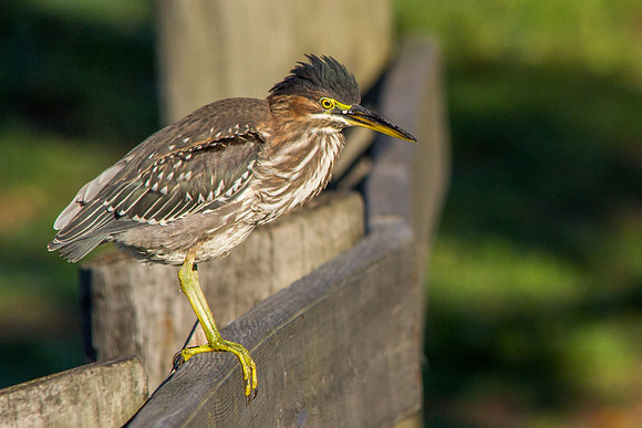Green Heron