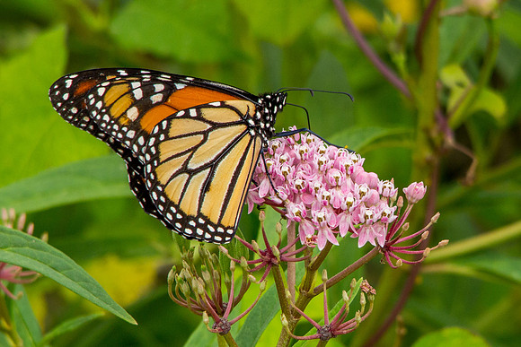 Monarch