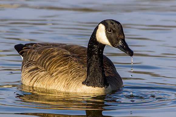 Canada Goose