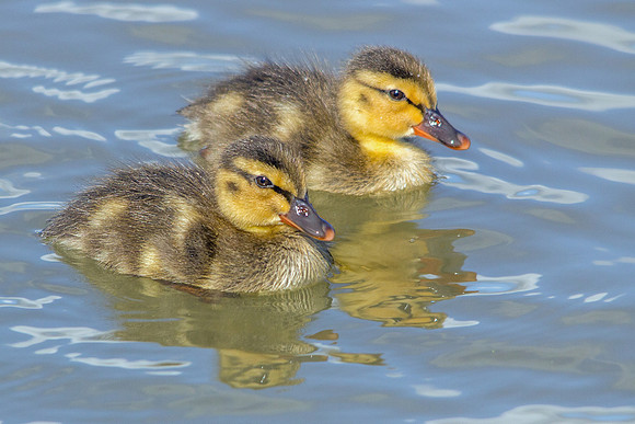 Mallard Ducklings