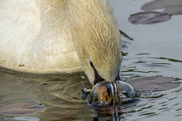 Mute Swan