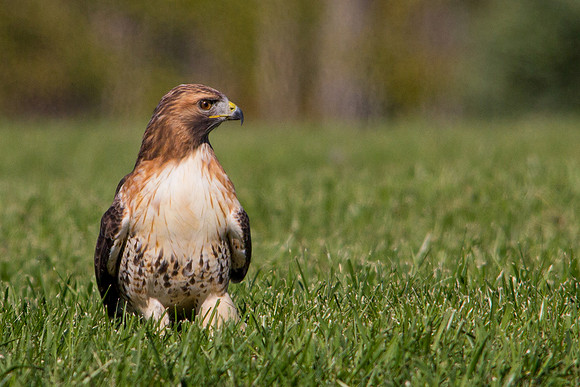 Red-Tailed Hawk