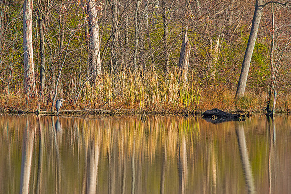 Fall Reflection