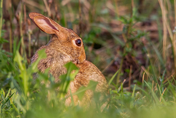 Eastern Cottontail