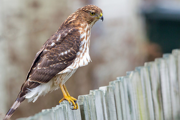 Juvenile Cooper's Hawk