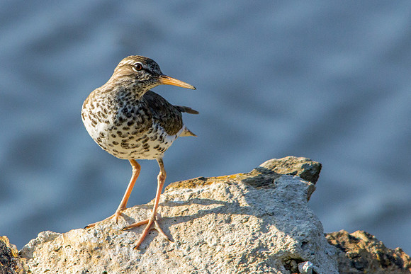 Spotted Sandpiper