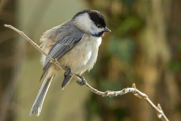 Carolina Chickadee
