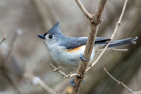 Tufted Titmouse