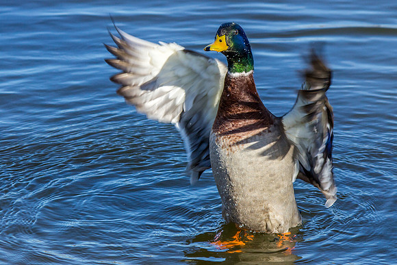 Mallard