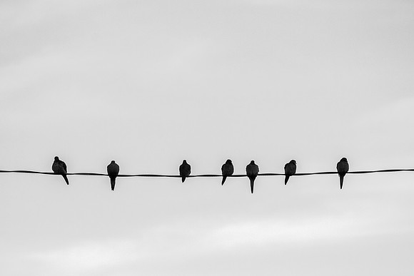 mourning doves