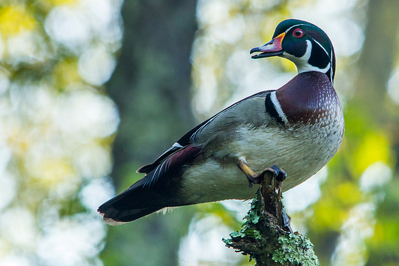 Wood Duck