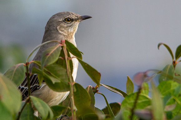 Northern Mockingbird