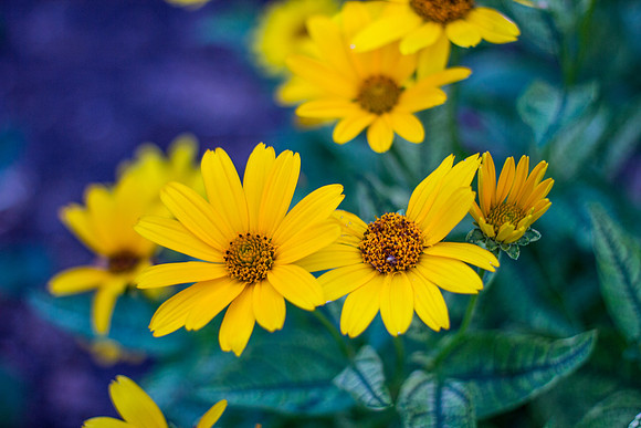 Vibrant