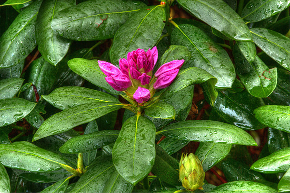 Rhododendron