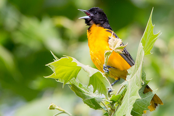 Baltimore Oriole