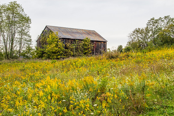 Overgrown