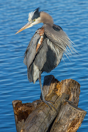 Great Blue Heron