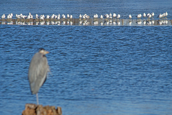 Gull Watching
