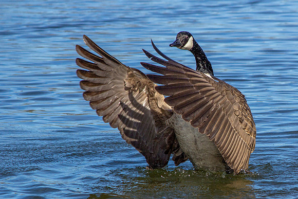 Canada Goose