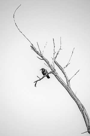 American Crow