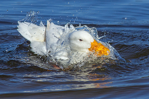 Pekin Duck