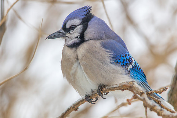 Blue Jay