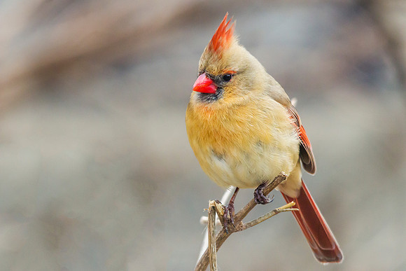 Female Northern Cardinal