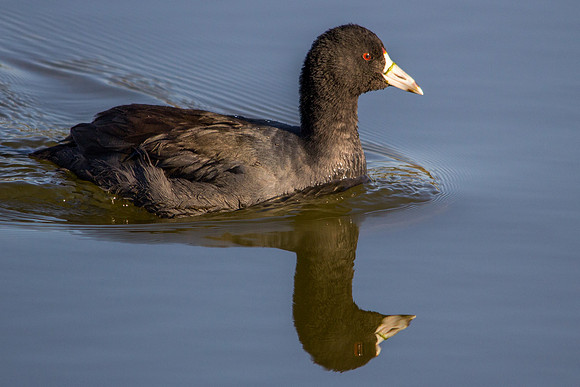 American Coot